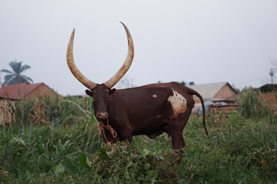 棕色的长角牛在草地上
